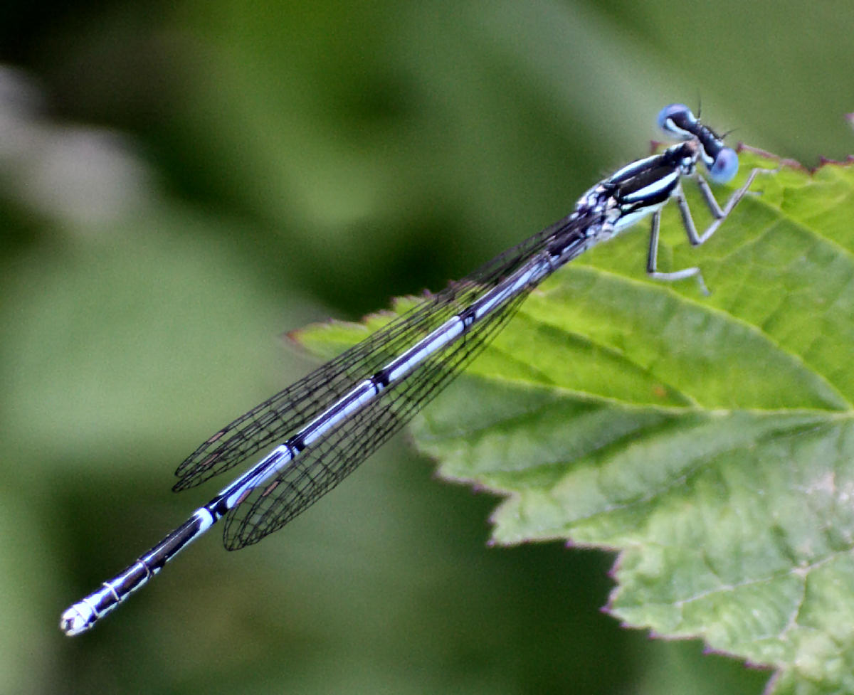 Platycnemis pennipes